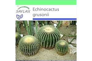 SAFLAX - Kakteen - Schwiegermutterstuhl - 40 Samen - Echinocactus grusonii
