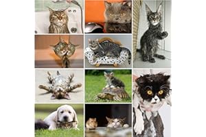 EDITION COLIBRI Gatti divertenti:10 cartoline con gatti divertenti, simpatici e buffi (10 diversi motivi) per collezionisti e scambio di posta, edizioni Colibri, ecologiche (stampate con impatto ambientale ridotto)