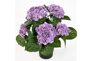 SEIDENBLUMEN ROß Hortensienbusch Deluxe 42cm lila im Topf LM Kunstpflanzen Kunstblumen künstliche Pflanzen Blumen Hortensie