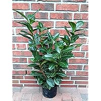 10 Kirschlorbeer Pflanzen, Prunus Novita, Höhe: 60-70 cm ab Topfoberkante
