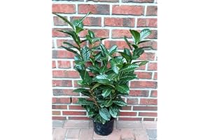 PFLANZEN BÖRING 10 Kirschlorbeer Pflanzen, Prunus Novita, Höhe: 60-70 cm ab Topfoberkante