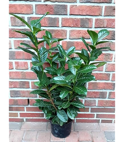 10st. Kirschlorbeer 'Genolia' 60-80cm ohne Topf gemessen Prunus  laurocerasus | Schmale, immergrne Heckenpflanze | Sulenfrmig,  schnittvertrglich & winterhart : Amazon.de: Garten