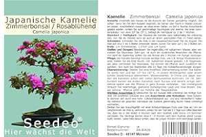 Seedeo® Japanische Kamelie (Camelia Japonica) Zimmer-Bonsai Rosablühend 8 Samen