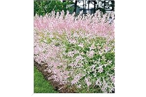 BALDUR-GARTEN GMBH BALDUR Garten Salix-Hecke Hakuro Nishiki, 1 Pflanze, Weide, Heckenpflanzen, Flachwurzler, winterhart, Schnittblume, Salix Integra, Hecken-Strauch, Harlekinweide