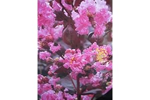 BAUMSCHULE PFLANZENVIELFALT Lagerstroemia indica Rhapsody in Pink - Chinesische Kräuselmyrte - 60-80 cm