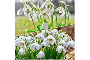 Woodland bulbs® 50 x Double & 50 x Single - SNOWDROPS Bulbs UK Grown Freshly-Lifted Bulbs - Snowdrops Bulbs Ready for Planting Now UK - Trusted UK Seller (Free UK P&P)