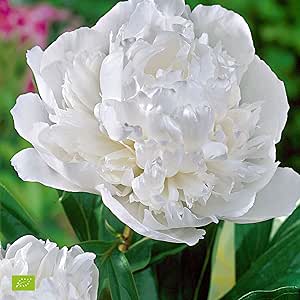 Paeonia lactiflora"Duchesse de Nemours" | Pfingstrosen Pflanzen winterhart | Pfingstrosen Stauden | H&ouml;he 25-35cm | Topf-&Oslash; 13cm