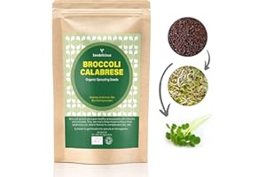 Verdant Republic Organic Broccoli Calabrese Sprouting Seeds 250g/500g/1kg | Non-GMO, Rich in Nutrients | Easy to Sprout in 5 Days| High Germination into Microgreens in 10 Days (250g)