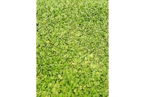 Baumschule Pflanzenvielfalt Cotula dioica - Fiederpolster