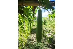 BIOLOUSA 25 Semences de Luffa, éponge végétale - 25 graines de luffa BIO