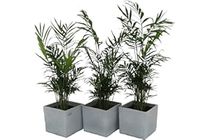 Dominik Blumen und Pflanzen, Zimmerpflanzen 3er Set Zimmerpalmen im Scheurich Würfel-Topf grau-stone, circa 14 x 14 x 14 cm, grün