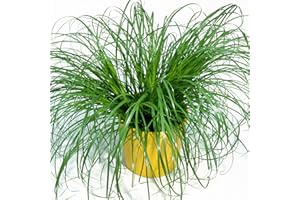 GARDENERSDREAM Cyperus Zumula - Cat Grass - Potted Cat Friendly Digestive Support (12cm Pot, 20-30cm)