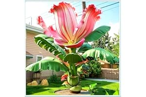 KVHSVB Bulbos de oreja de elefante perennes: resistentes al frío y tolerantes a la sombra, adecuados para la decoración de jardines.-3bulbos-B