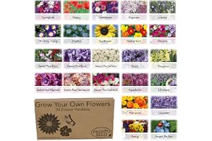 Pronto Seed Bumper Pack Grow Your Own Kit - 24 Varieties of Flowers - Over 3100 Seeds to Attract Butterflies & Bees - Gardeni