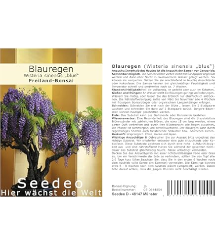 Seedeo Afrikanischer Blauregen (Bolusanthus speciosus) Zimmer-Bonsai 20  Samen : Amazon.de: Garten