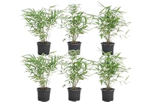 Bloomique - Lot de 6 - Fargesia Rufa - Bambou - Non traçant - Rustique - Persistant - Plantes de jardin - Hauteur 20-30 cm - Pot 10 cm
