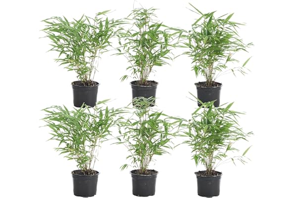 Bloomique - Lot de 6 - Fargesia Rufa - Bambou - Non traçant - Rustique - Persistant - Plantes de jardin - Hauteur 20-30 cm - Pot 10 cm