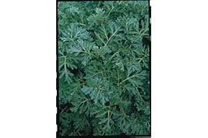 Just Seed Herb - Wormwood - Artemisia Absinthium - 500 Seeds