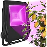 LED Pflanzenlampe zur Überwinterung von mediterranen Pflanzen [10W] - Entwickelt mit den Zitruspflanzen-Profis von Meine Oran