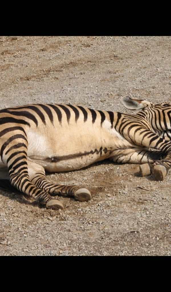 cute zebra Wallpaper HD Wallpapers of cute zebras! Amazon.co.uk