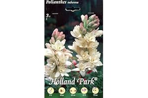 Holland Park bulbi da fiore di molte varietà e colori in sacchetto blister con foto (POLIANTHES TUBEROSA 3 bulbi)