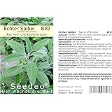 Seedeo® Echter Salbei (Salvia officinalis) 100 Samen BIO