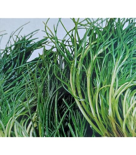 Agretti Salsola soda Meeresspargel Salzkraut ital. Spezialitt 50 Samen :  Amazon.de: Garten