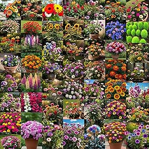 Low Maintenance Hybrid Flower Seeds Combo Pack- All Year Flower Seeds Supply (50 VARIETIES)