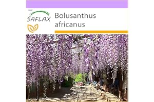SAFLAX - Glicinia africana - 15 semillas - Bolusanthus africanus
