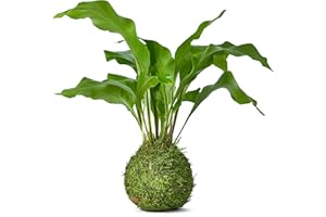 Tranquil Plants Home Decor Fern Bonsai Tree Indoor Plant in Green Moss Ball for Bedroom | Zen Garden and Desk Decor | Indoor House Plant or Gardening Gifts 10 Years.- 25cm High