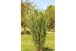Stauden Gänge 1 x Panicum virgatum 'Northwind' im 1 Liter Topf (Ziergras/Gräser/Winterhart/Mehrjährig/Staude) Reisen Rutenhirse - TOP SORTE/EXTREM AUFRECHT - Perfekt für als Sichtschutz