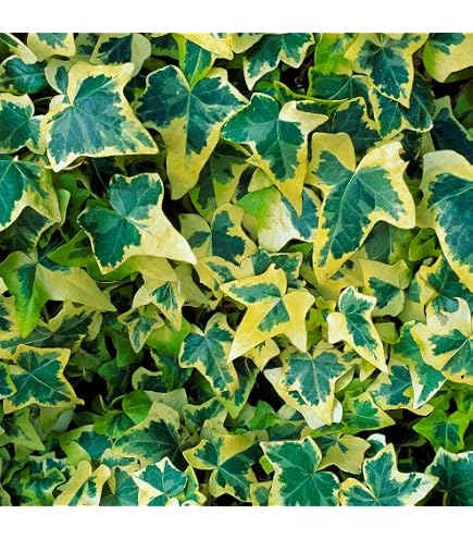 Hedera colchica 'Sulphur Heart' 4060 cm  Winterhart, Immergrn,  Pflegeleicht  Kaukasischer Efeu  Kletterpflanze fr Wand & Zaun :  Amazon.de: Garten