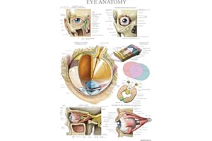 Palace Learning LAMINOWANY plakat anatomiczny oka - wykres anatomii ludzkiego oka - 18 x 27
