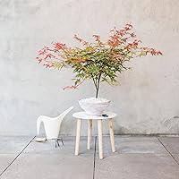 Ahorn palmatum"Beni-maiko" | Fächerahorn | Japanischer Garten | Höhe 25-30 cm | Topf Ø 13 cm