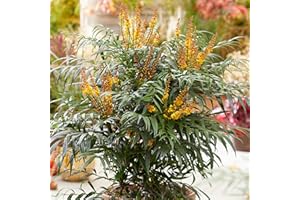 GardenersDream Mahonia Volcano Plant - Outdoor Garden Ready Hardy Shrub - Evergreen Flowering Shrub - Beautiful Outdoor Shrubs for Gardens, Beds, Borders, Pots, and Containers (15-25cm incl. 9cm Pot)