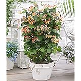 Lonicera hybride"Celestial" | 2er Set Immergrünes Geißblatt | Winterharte Kletterpflanze mit orange-rosa Blüten | Höhe 65-75c