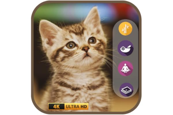 Miau y medita: música tranquila para gatos y amantes de los gatos