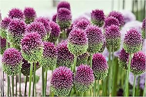 Oliwier's Bulbs 20x Allium Drumsticks Ornamental Onion Bulbs Sphaerocephalon Round Headed Leek Autumn Planting Garden Perennial, Multicolor
