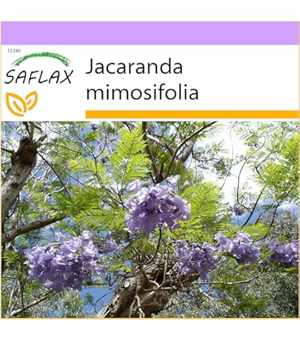 SAFLAX - Cadeauset - Joshua Boom - 10 Zaden - Met geschenkdoos, kaart, etiket en potgrond - Yucca brevifolia