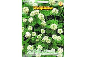 Chrestensen Weißklee , mehrjährig, eiweißreiche Futterpflanze, halb- und ganzjährigen Gründüngung, Klee Gründünger