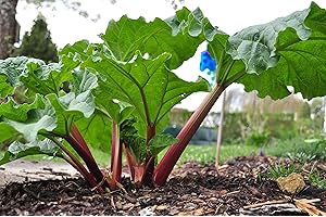 PARK FARM PLANTS Rhubarb 'Timperley Early' Crown Potted in 1L Pot, Healthy Organic Crowns