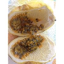 Semi Di Maracujia Passiflora Edulis 10 Pezzi | Varietà Flavicarpa | Produzione 2019 - Foto 9