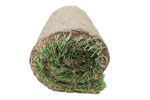 KENTIS - Prato Vero a Rotoli con Diverse Misure a Scelta - Vera Erba Naturale per Giardino ed Esterni - 15 Metri Quadrati