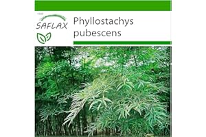 SAFLAX - Bambou Moso - 20 graines - Avec substrat - Phyllostachys pubescens