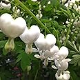 2 x White Bleeding Heart (Budding Sections of Bare Roota) (Dicentra spectablis alba) Free UK Postage