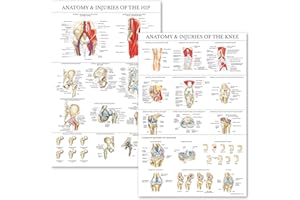 Palace Learning 2 Pack - Anatomy and Injuries of The Knee & Hip Poster Set - Anatomical Chart Set - Laminated 18" x 24"
