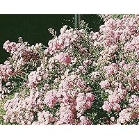 'The Fairy', Kleinstrauchrose im 4 L Container