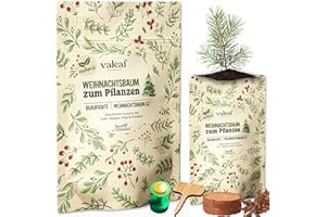valeaf Kit de culture pour sapin de Noël I Excellente idée de cadeau, cadeaux de lutin de Noël, cadeaux de Saint-Nicolas et cadeaux de jardin I Sapin de Noël en boîte (épicéa bleu 3)