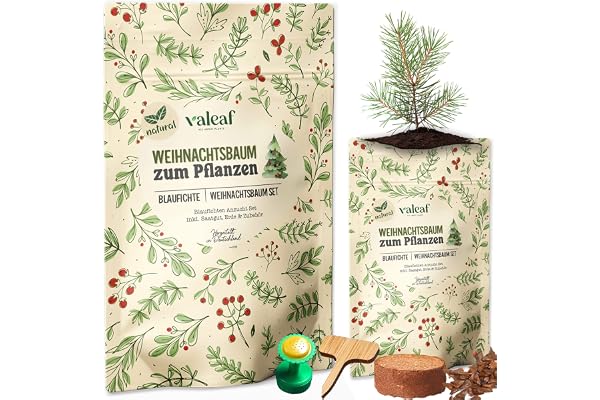 valeaf Kit de culture pour sapin de Noël, excellente idée de cadeau, cadeaux de lutin de Noël, cadeaux de Saint-Nicolas et cadeaux de jardin, sapin de Noël en boîte (épicéa bleu 3)