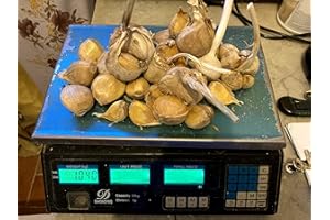 AGRICOLA LA TRECCIA Aglione a spicchi misti - 0,5 kg per mangiare o seminare - Prod. 2023